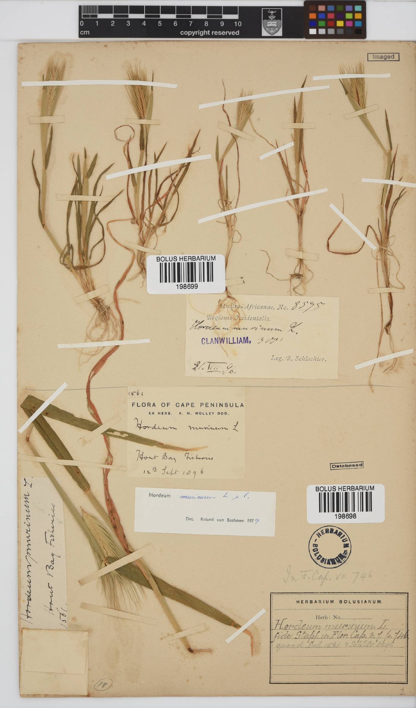 Hordeum image