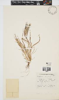 Hordeum murinum image