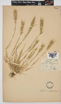 Hordeum murinum image