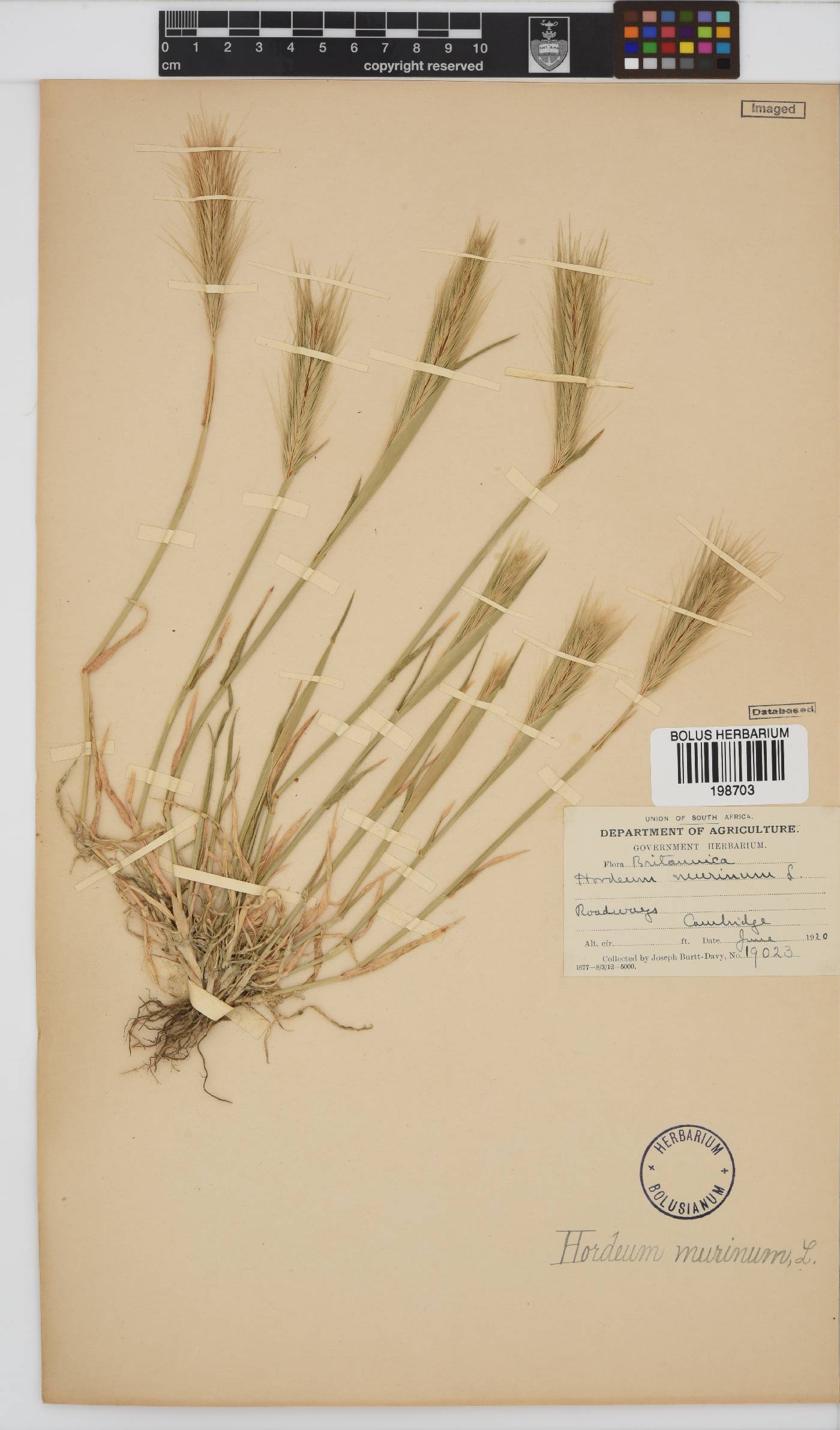 Hordeum image