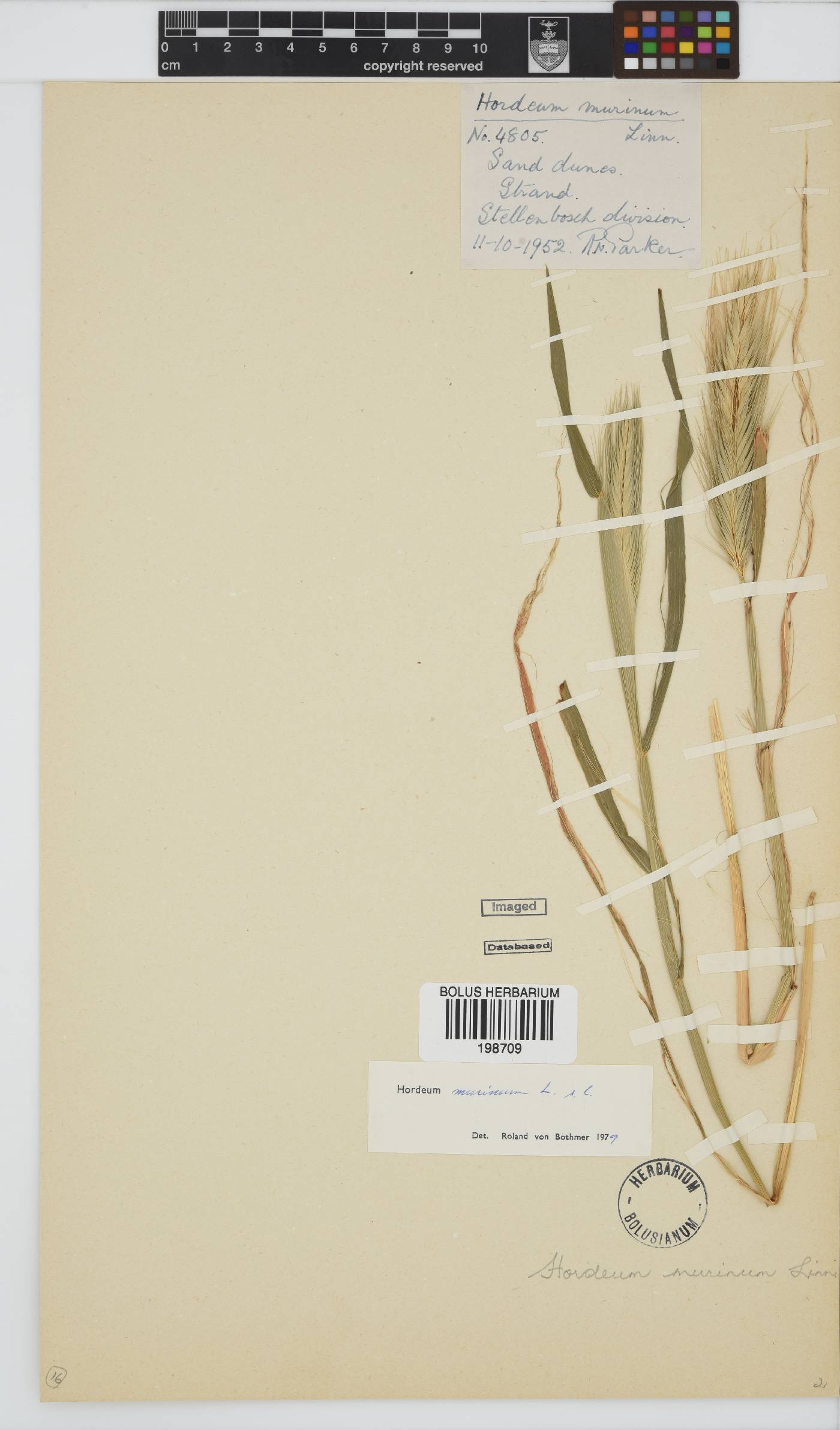 Hordeum murinum image