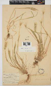 Hordeum murinum image