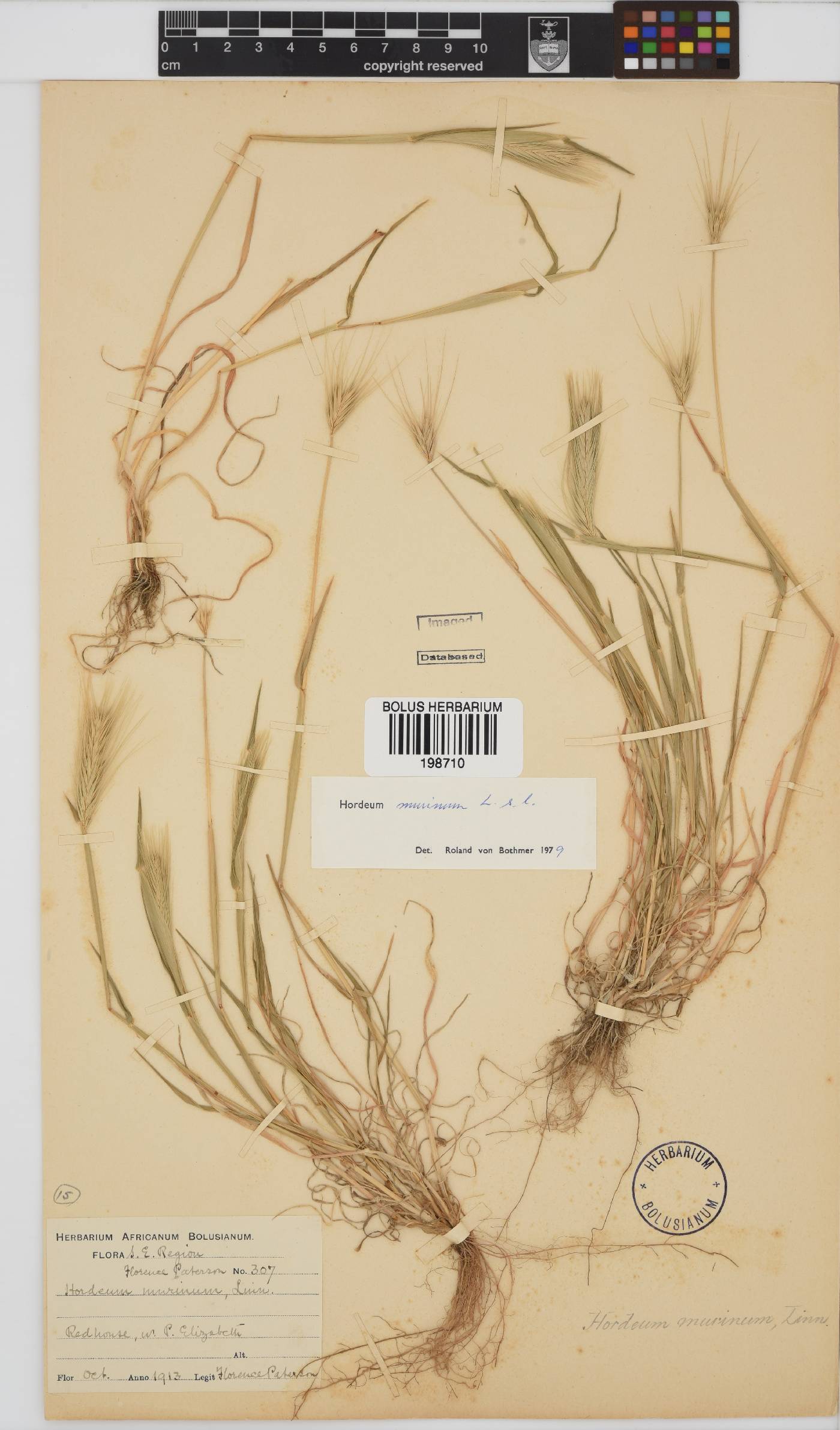 Hordeum murinum image