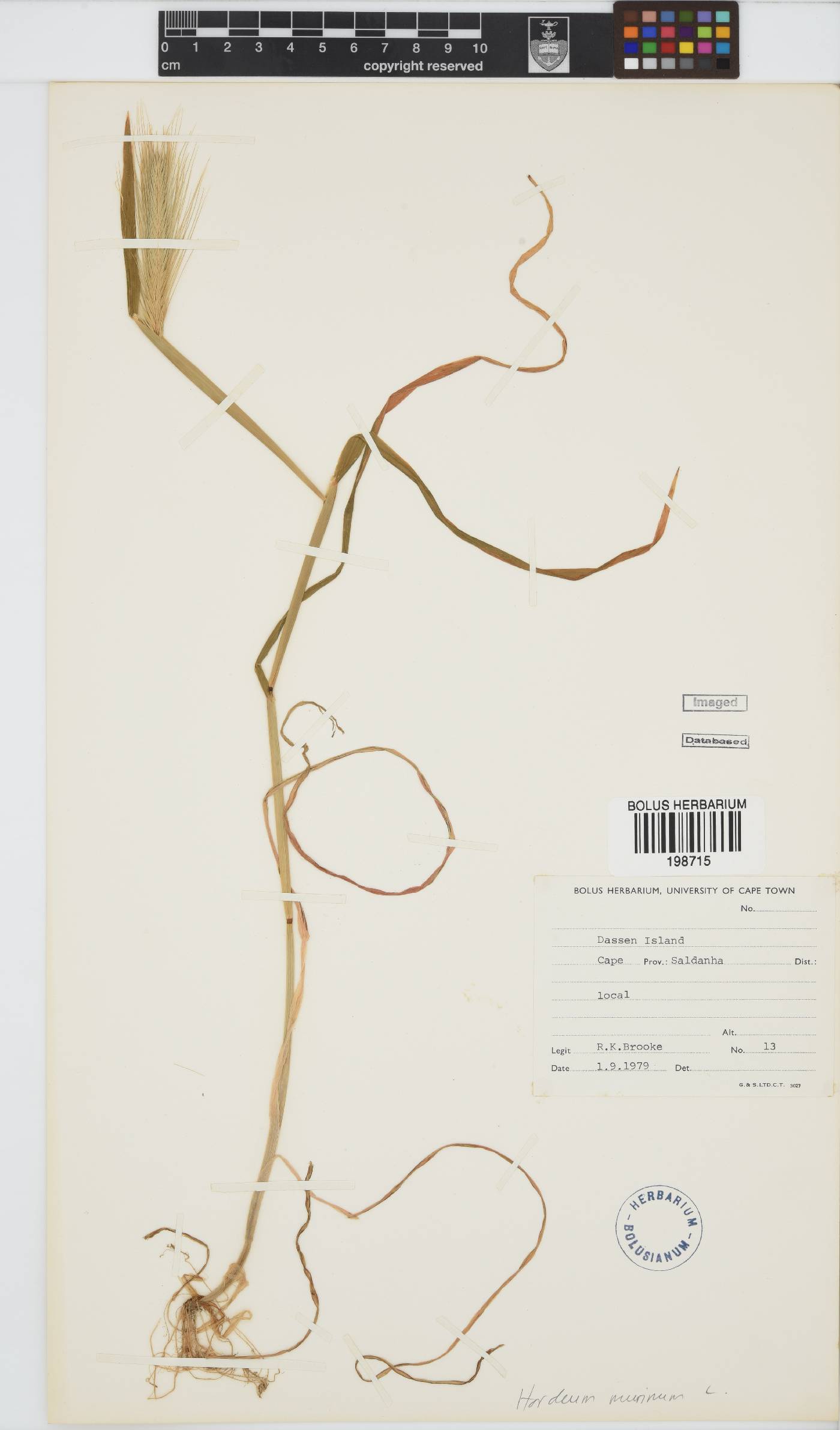 Hordeum murinum image