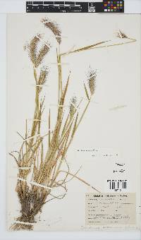 Hordeum capense image