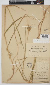 Hordeum capense image