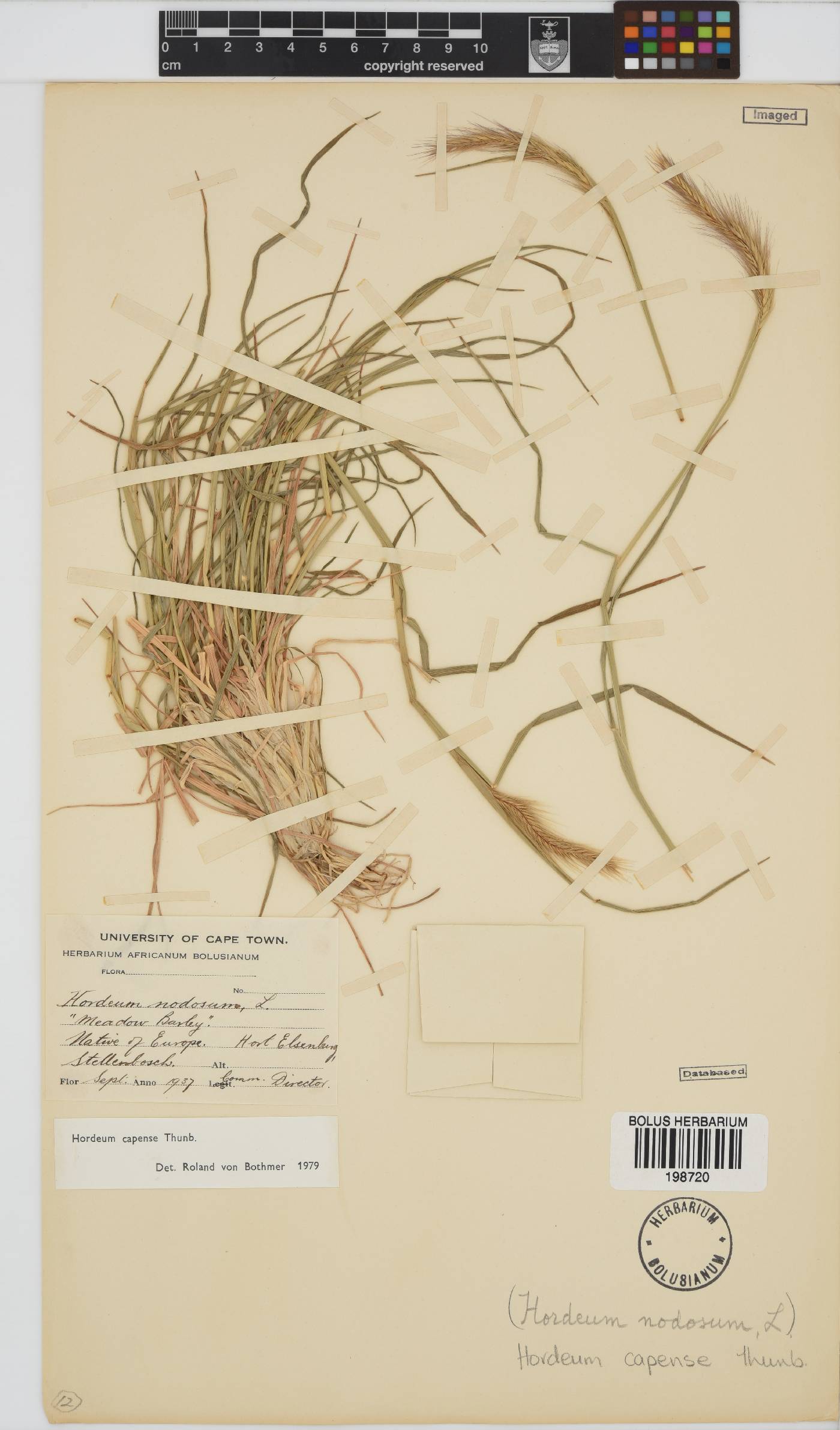 Hordeum capense image