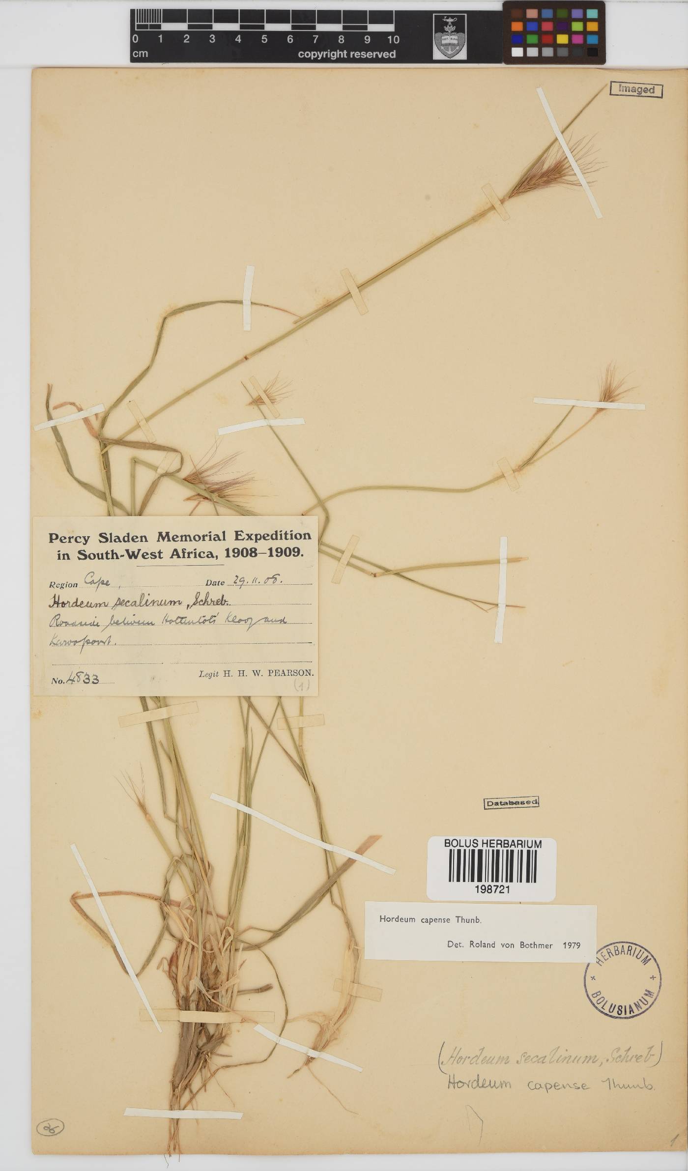 Hordeum capense image