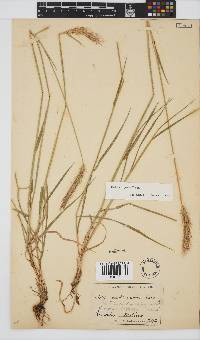 Hordeum capense image