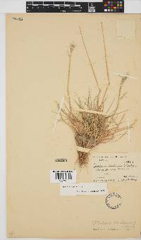 Hordeum capense image