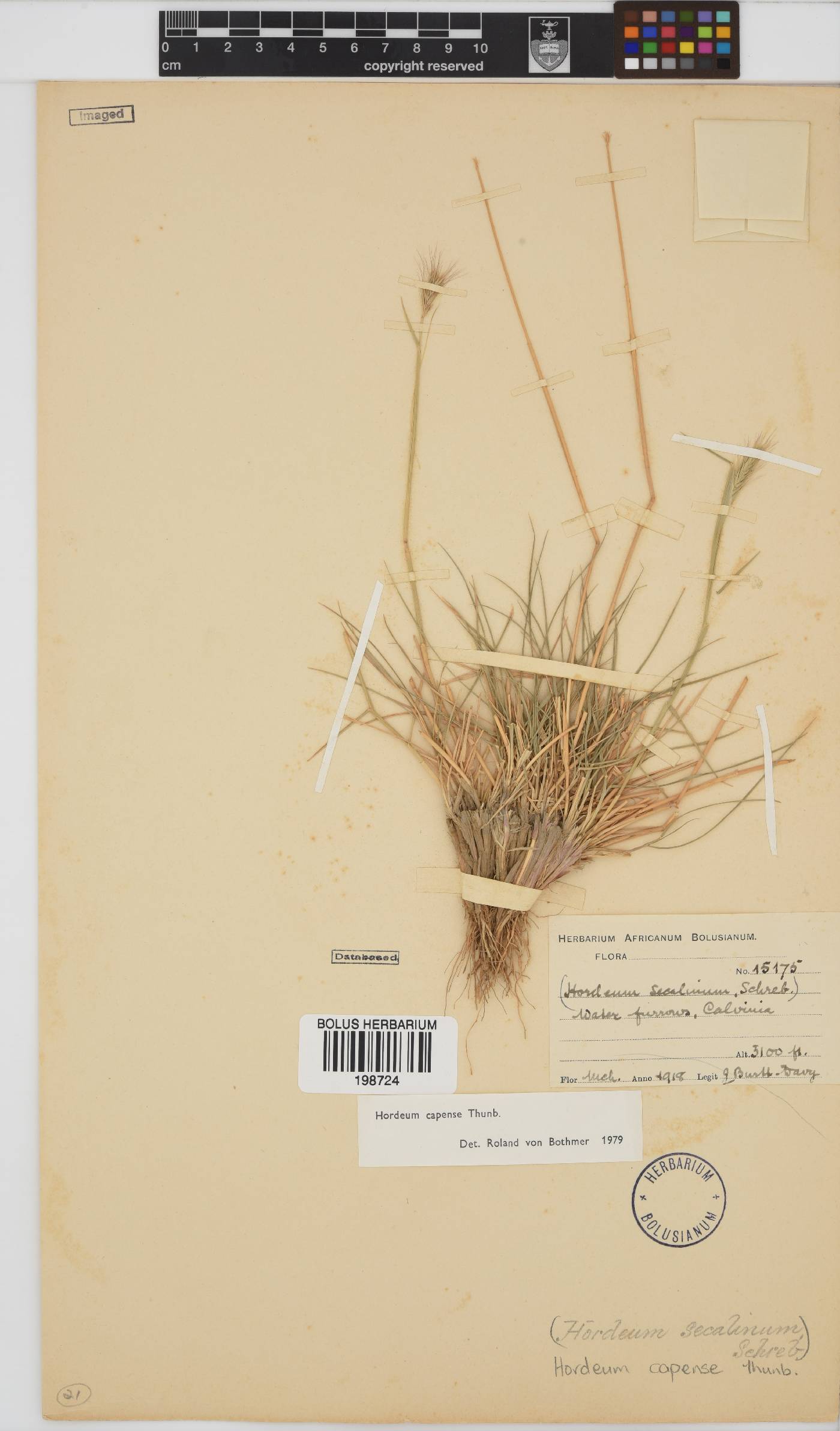 Hordeum capense image