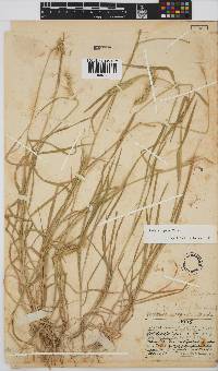 Hordeum capense image