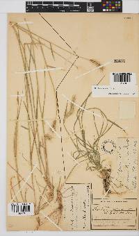 Hordeum capense image