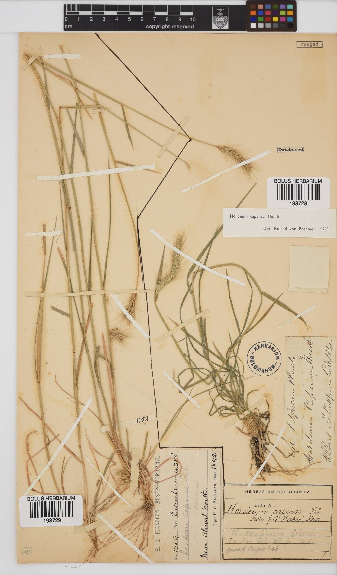 Hordeum capense image