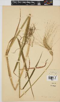 Image of Triticum aestivum