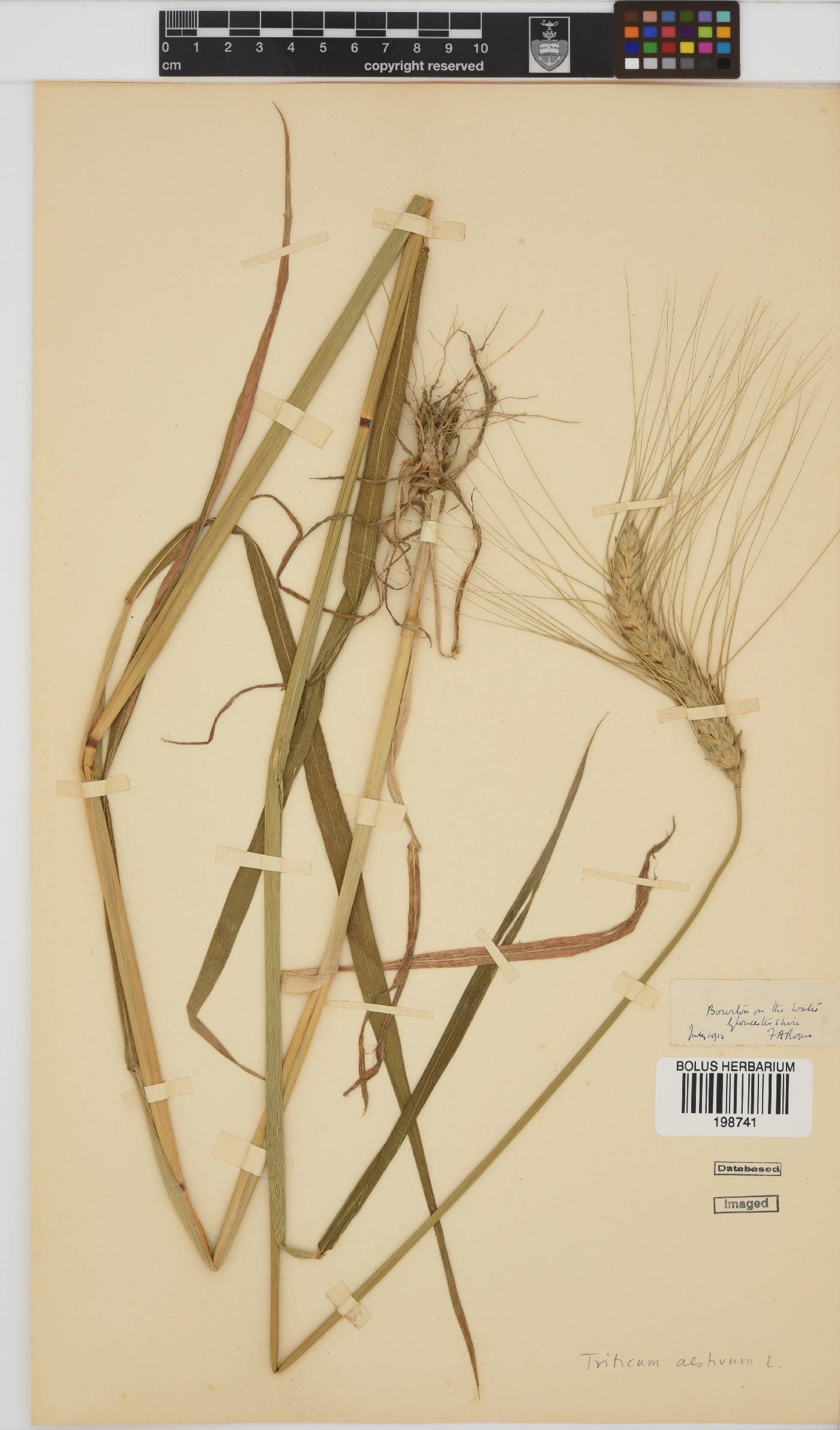 Triticum aestivum image