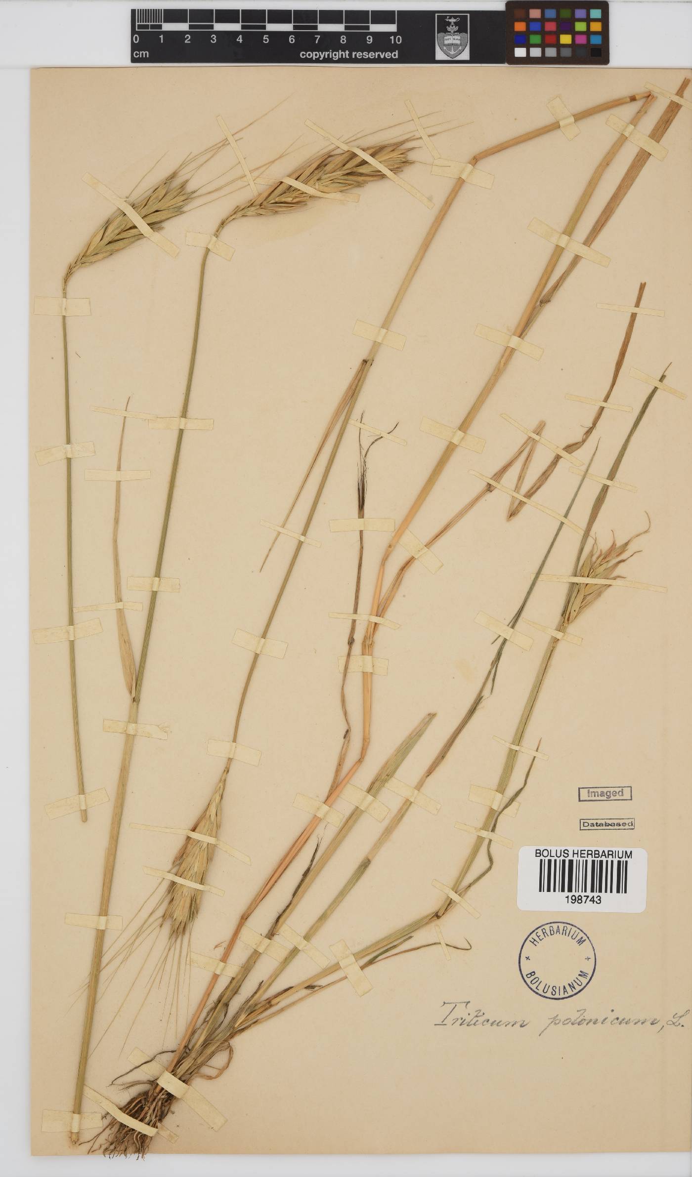 Triticum turgidum image