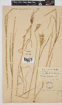 Triticum turgidum image