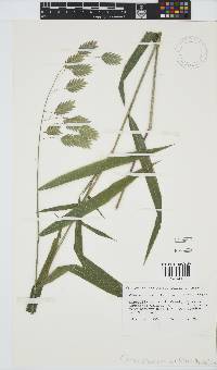 Image of Chasmanthium latifolium