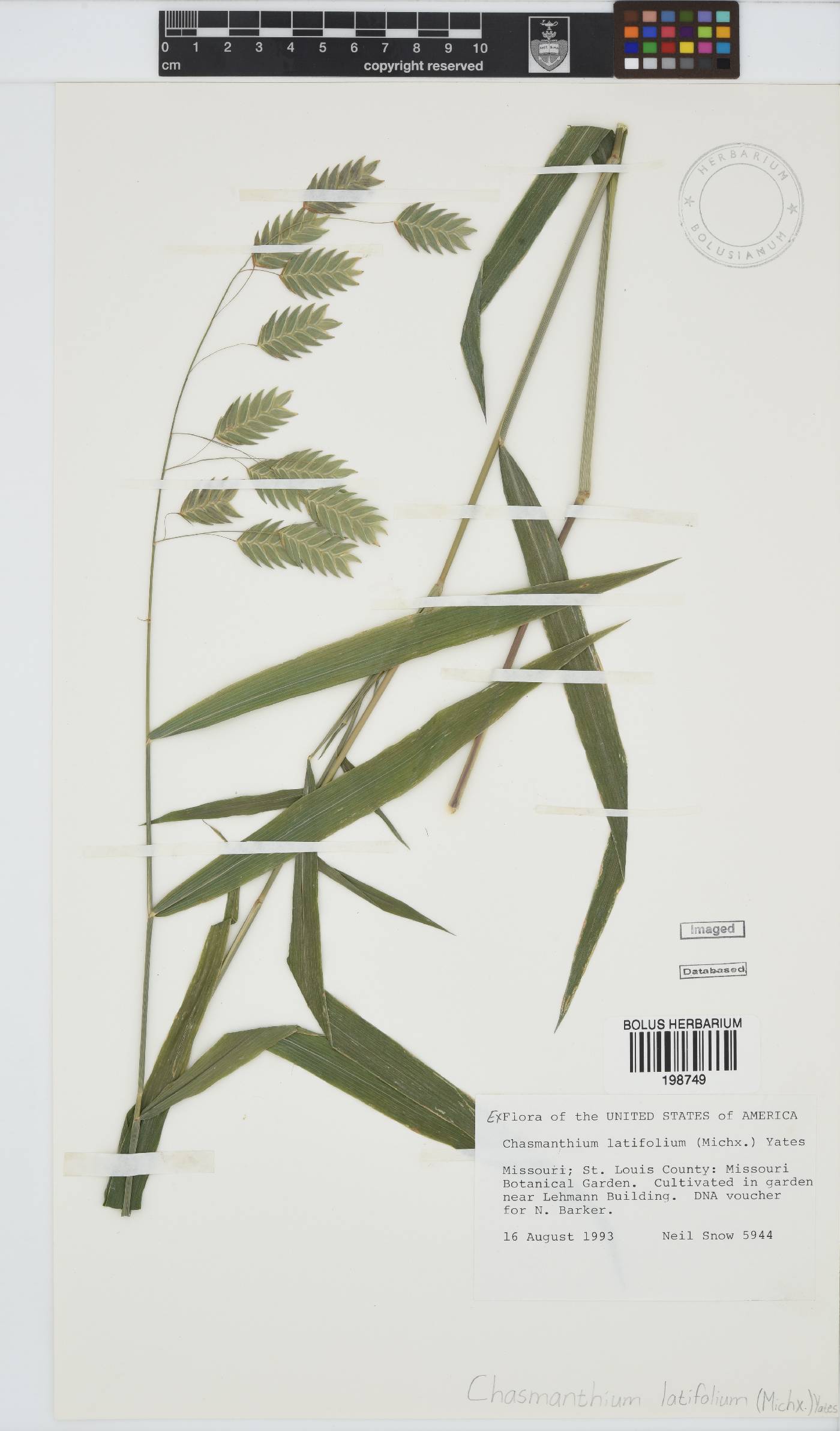 Chasmanthium latifolium image