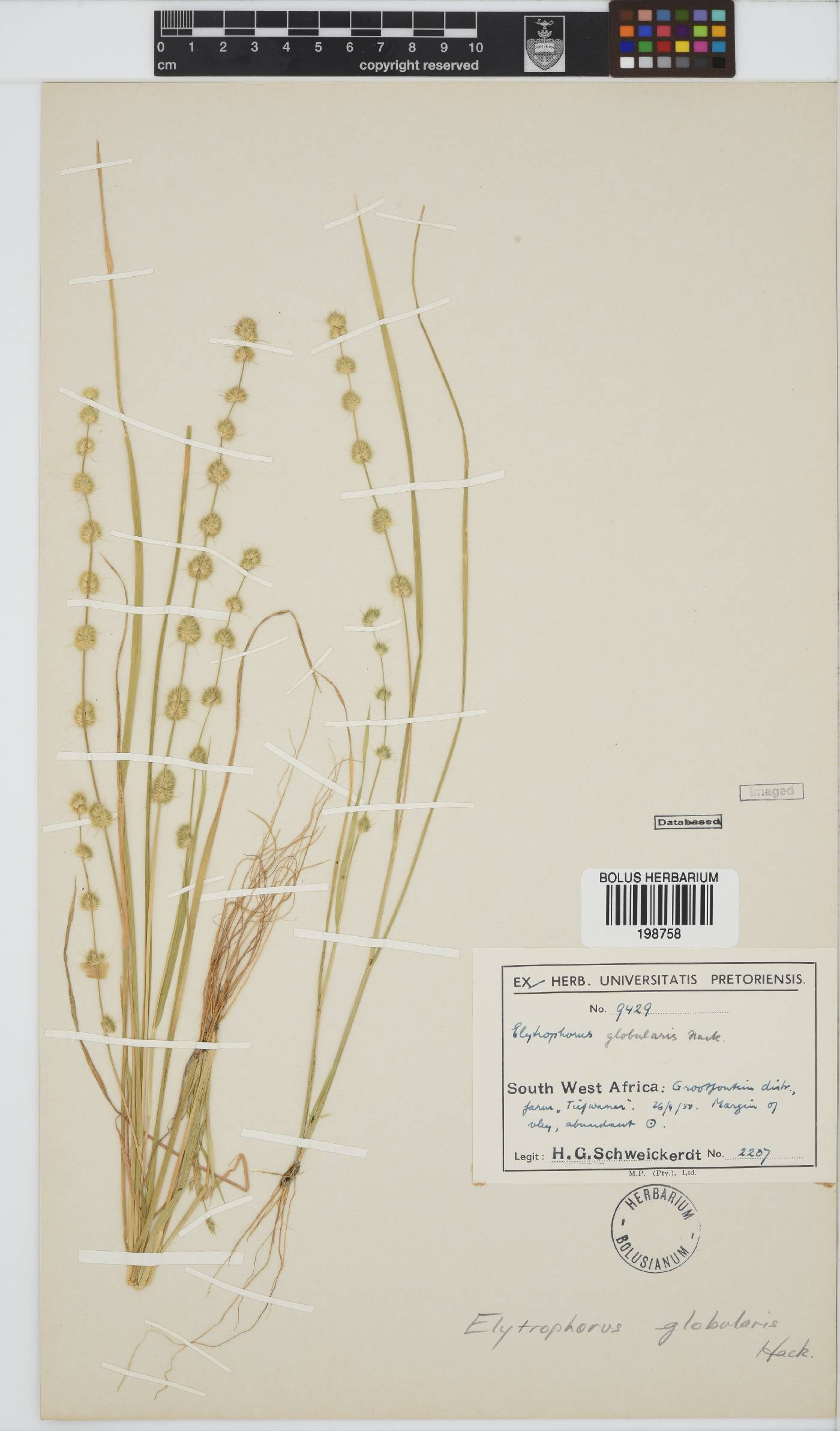 Elytrophorus globularis image