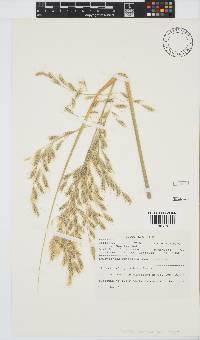 Chionochloa conspicua image