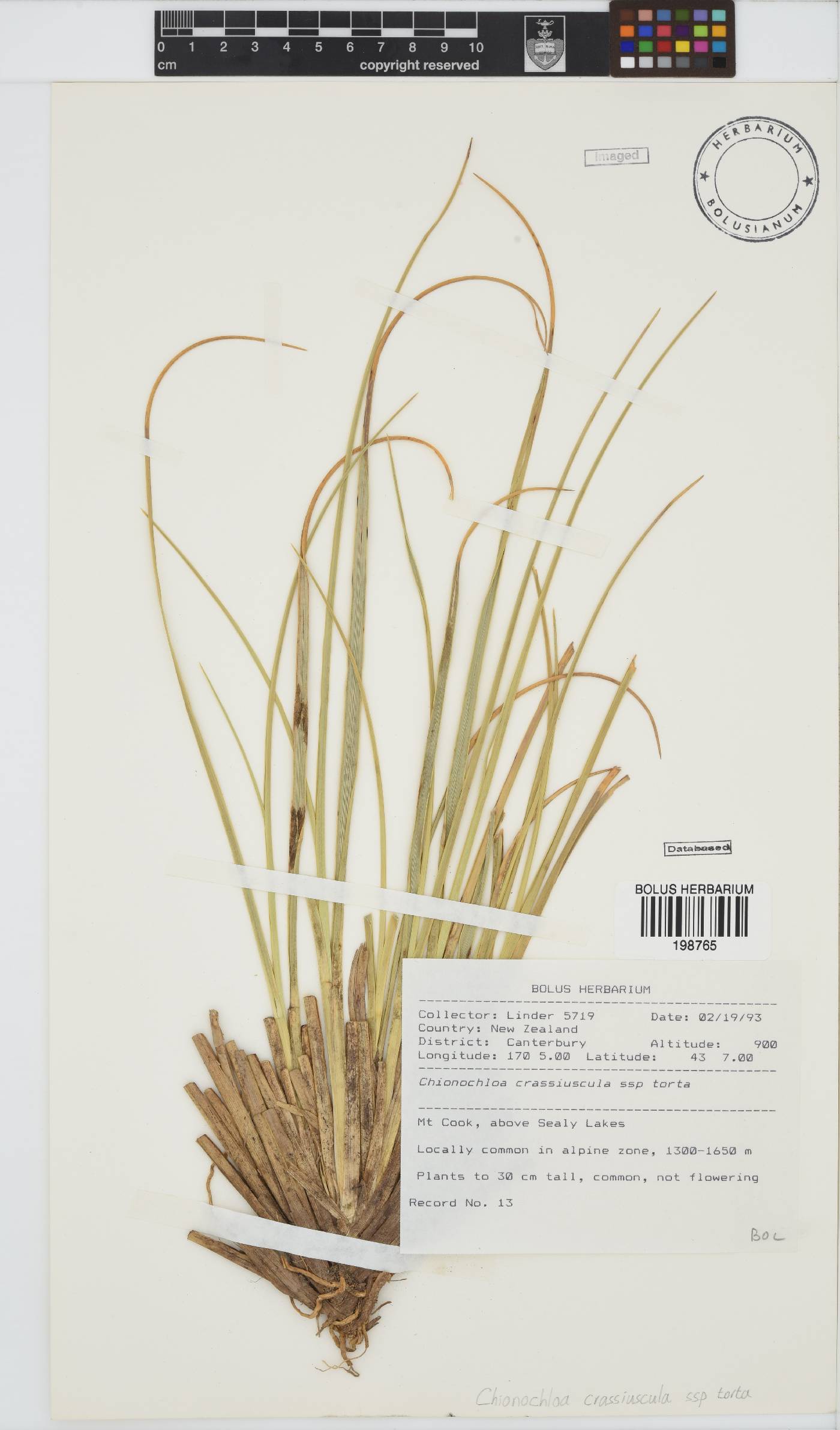 Chionochloa crassiuscula image