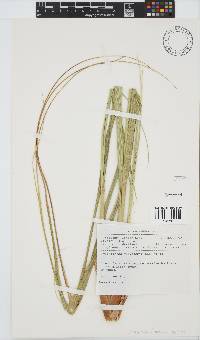 Chionochloa flavescens image