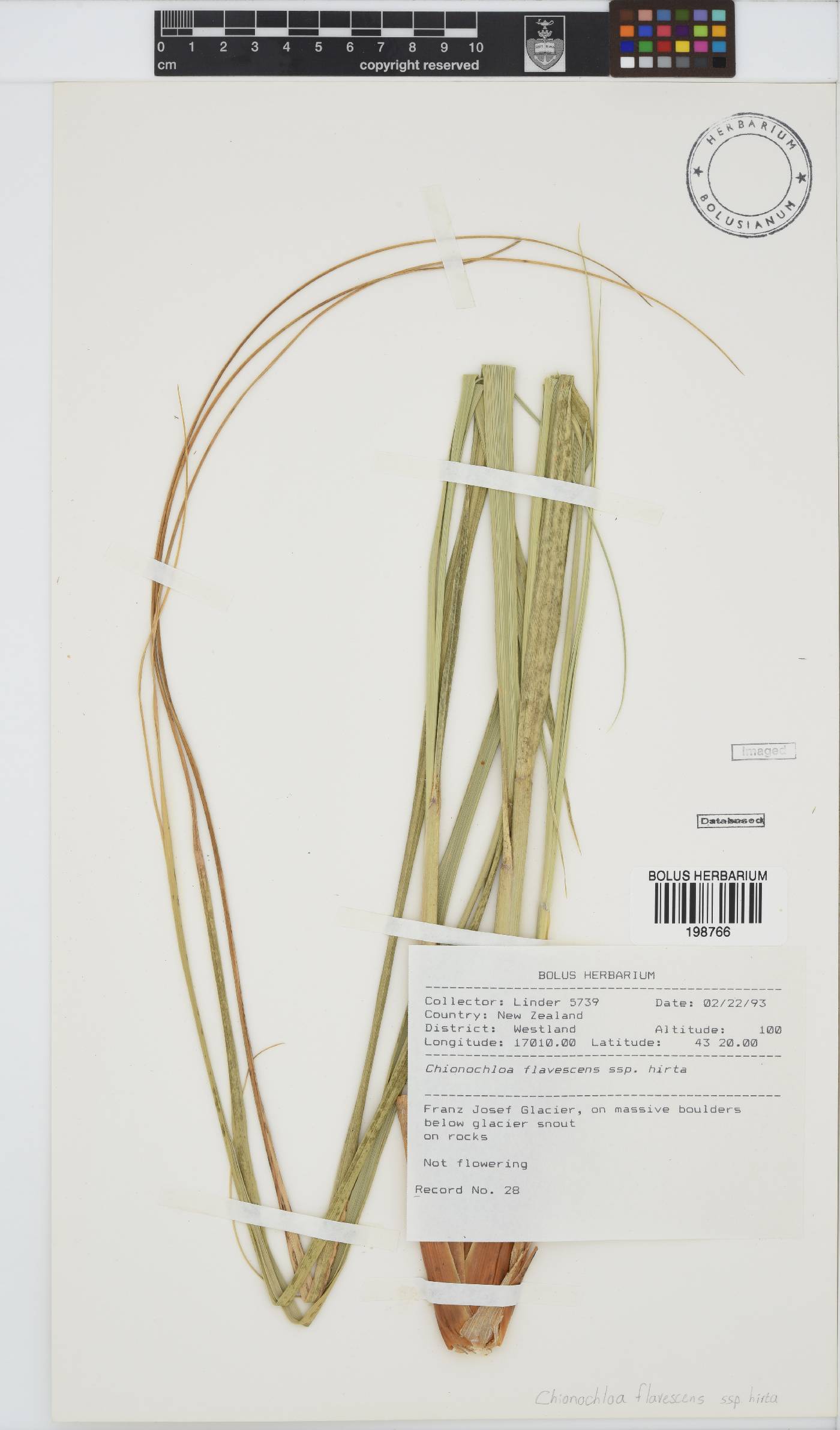 Chionochloa flavescens subsp. hirta image