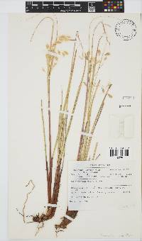 Chionochloa macra image