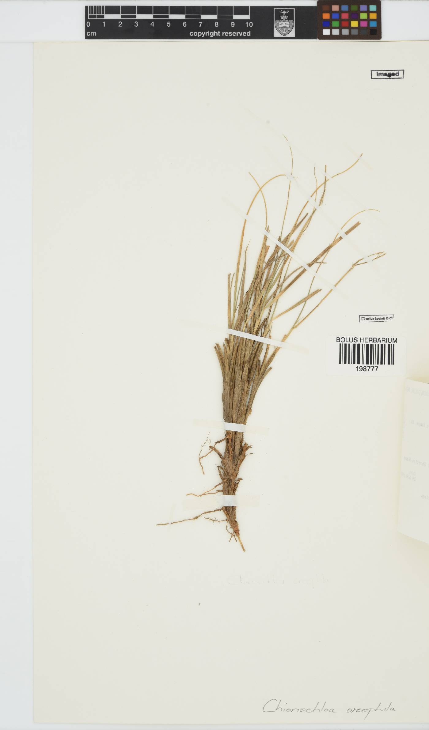 Chionochloa oreophila image