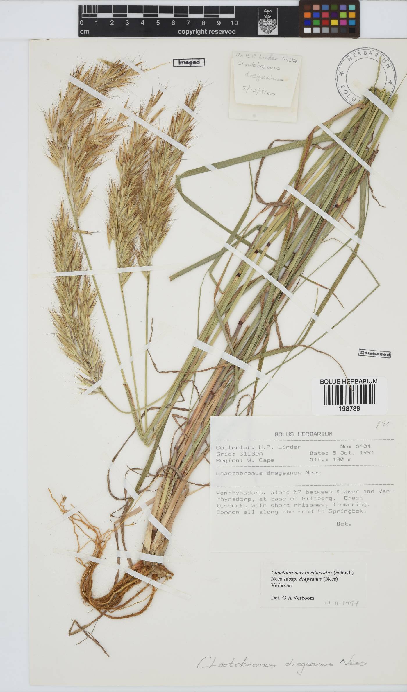 Chaetobromus involucratus subsp. dregeanus image