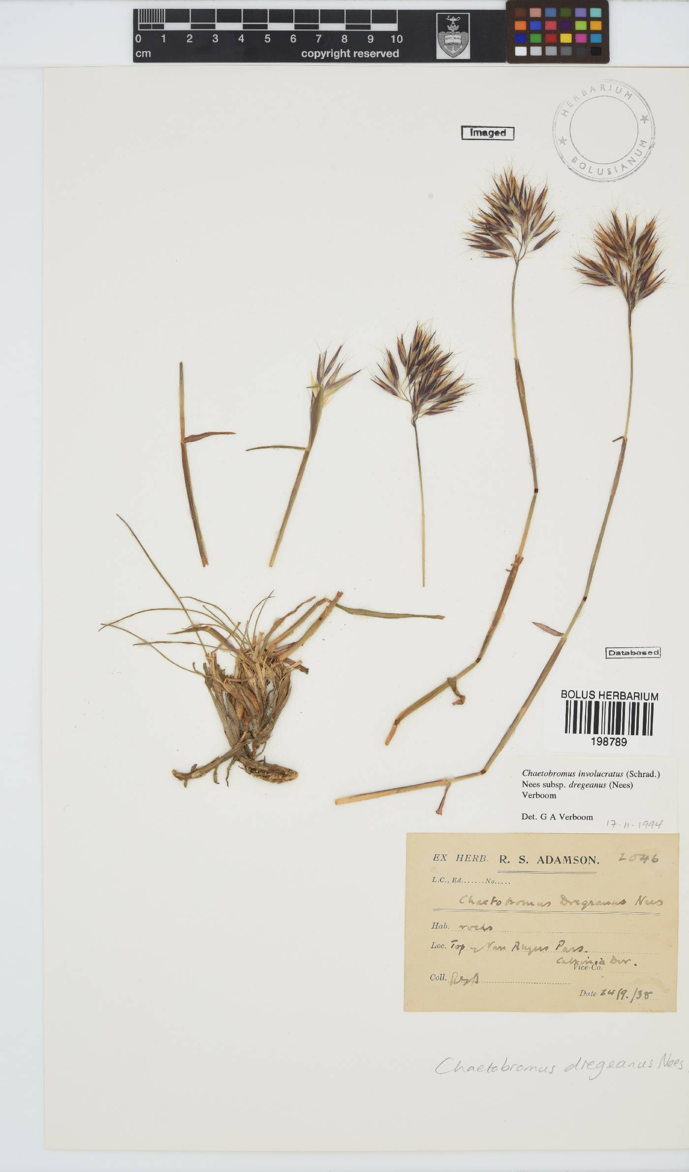 Chaetobromus involucratus subsp. dregeanus image