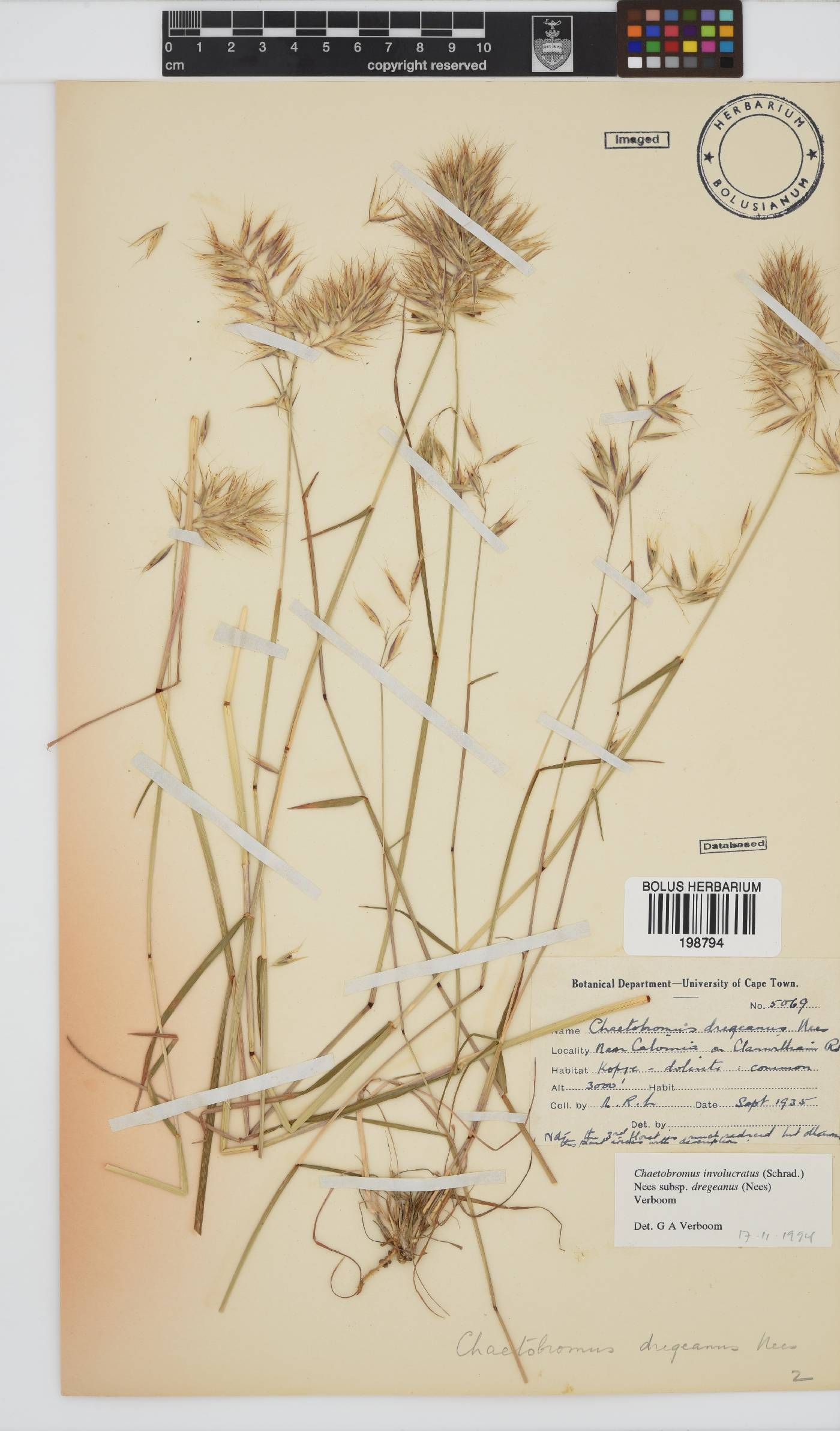 Chaetobromus involucratus subsp. dregeanus image