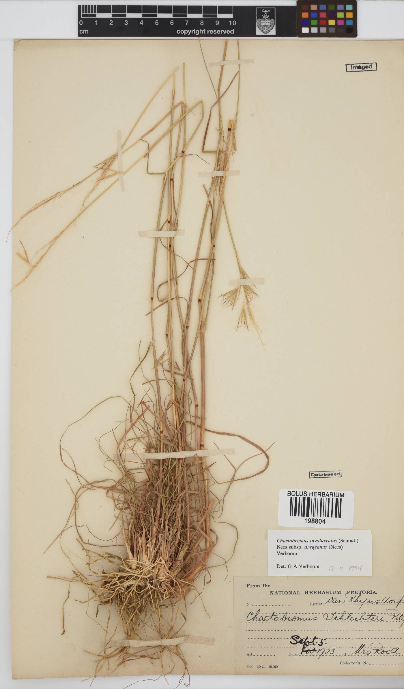 Chaetobromus involucratus subsp. dregeanus image