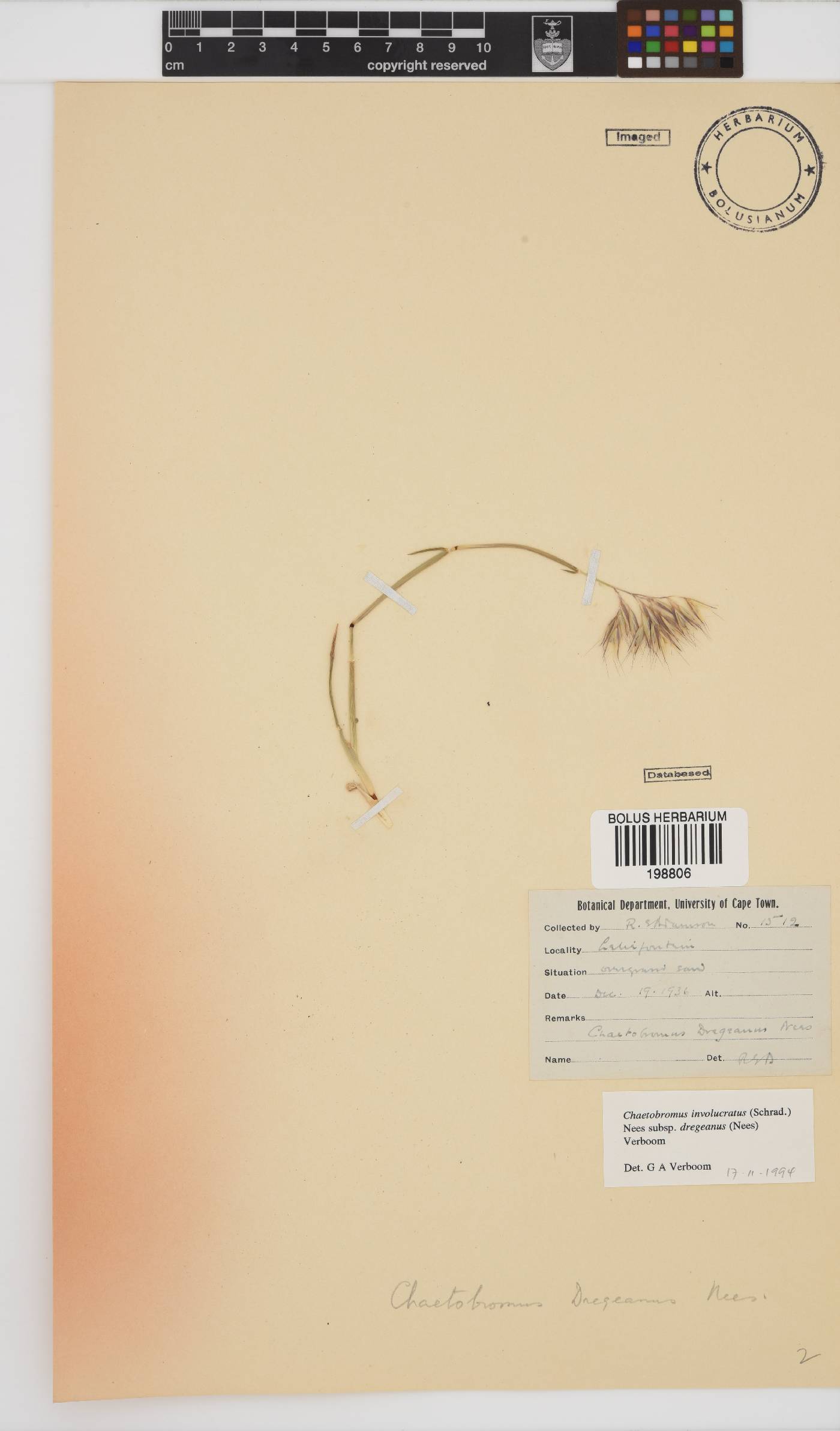 Chaetobromus involucratus subsp. dregeanus image