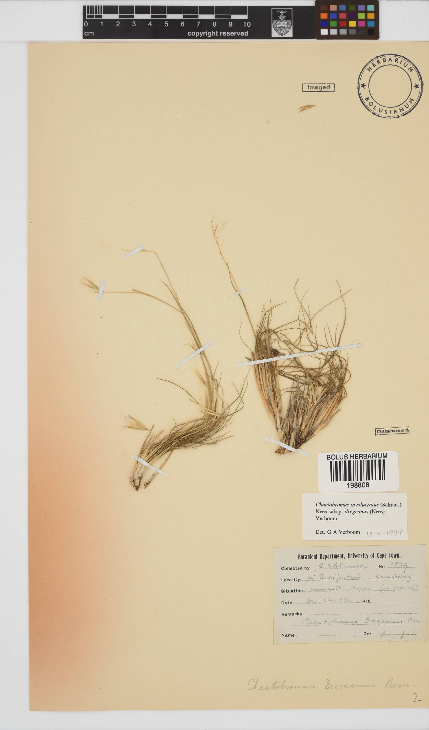 Chaetobromus involucratus subsp. dregeanus image