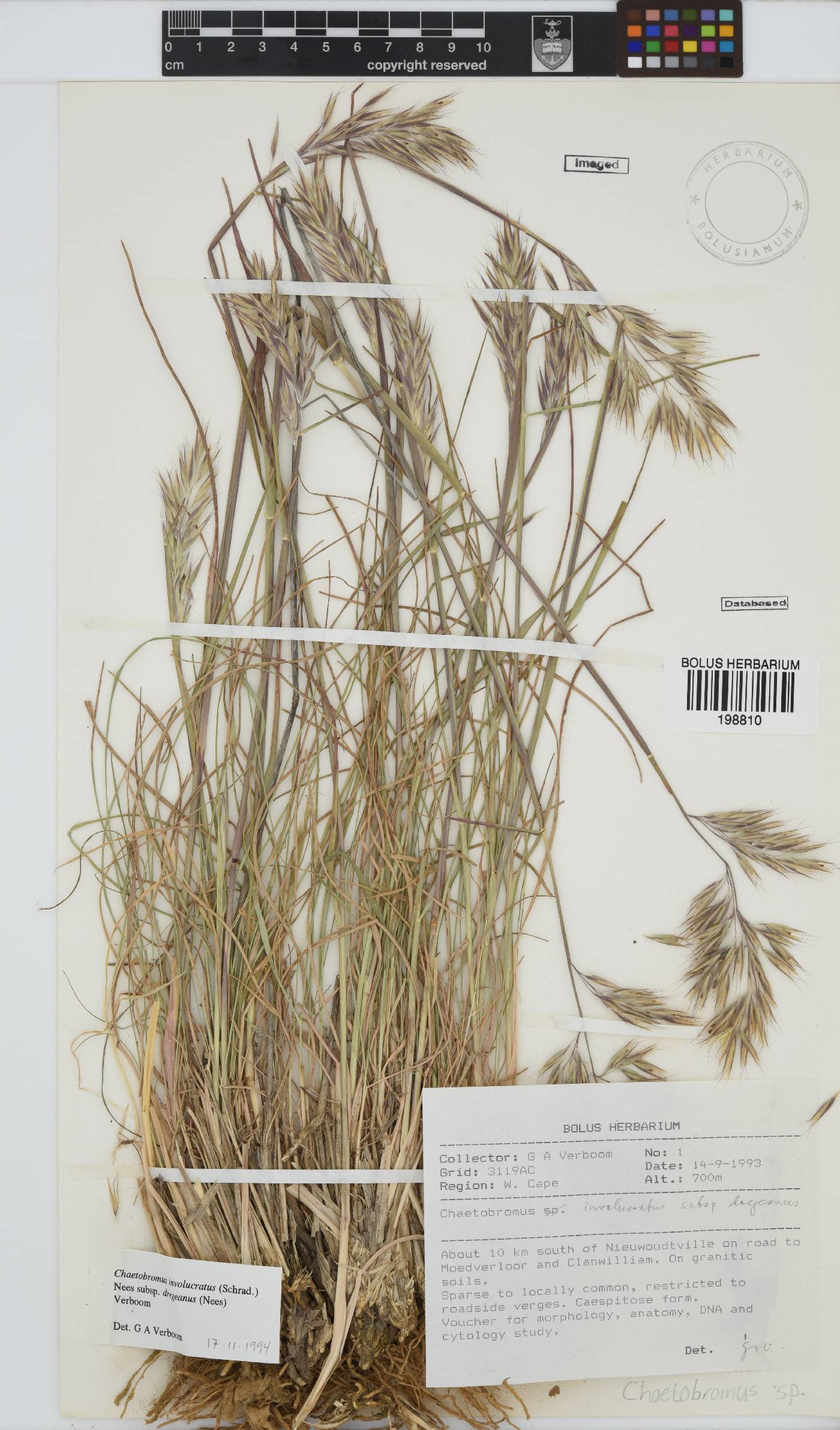 Chaetobromus involucratus subsp. dregeanus image