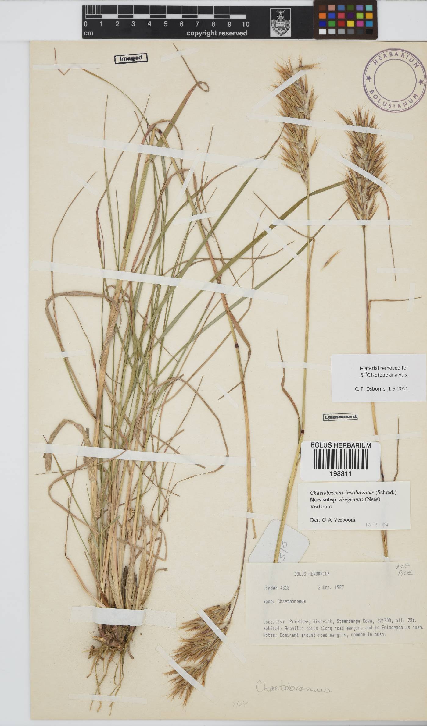Chaetobromus involucratus subsp. dregeanus image