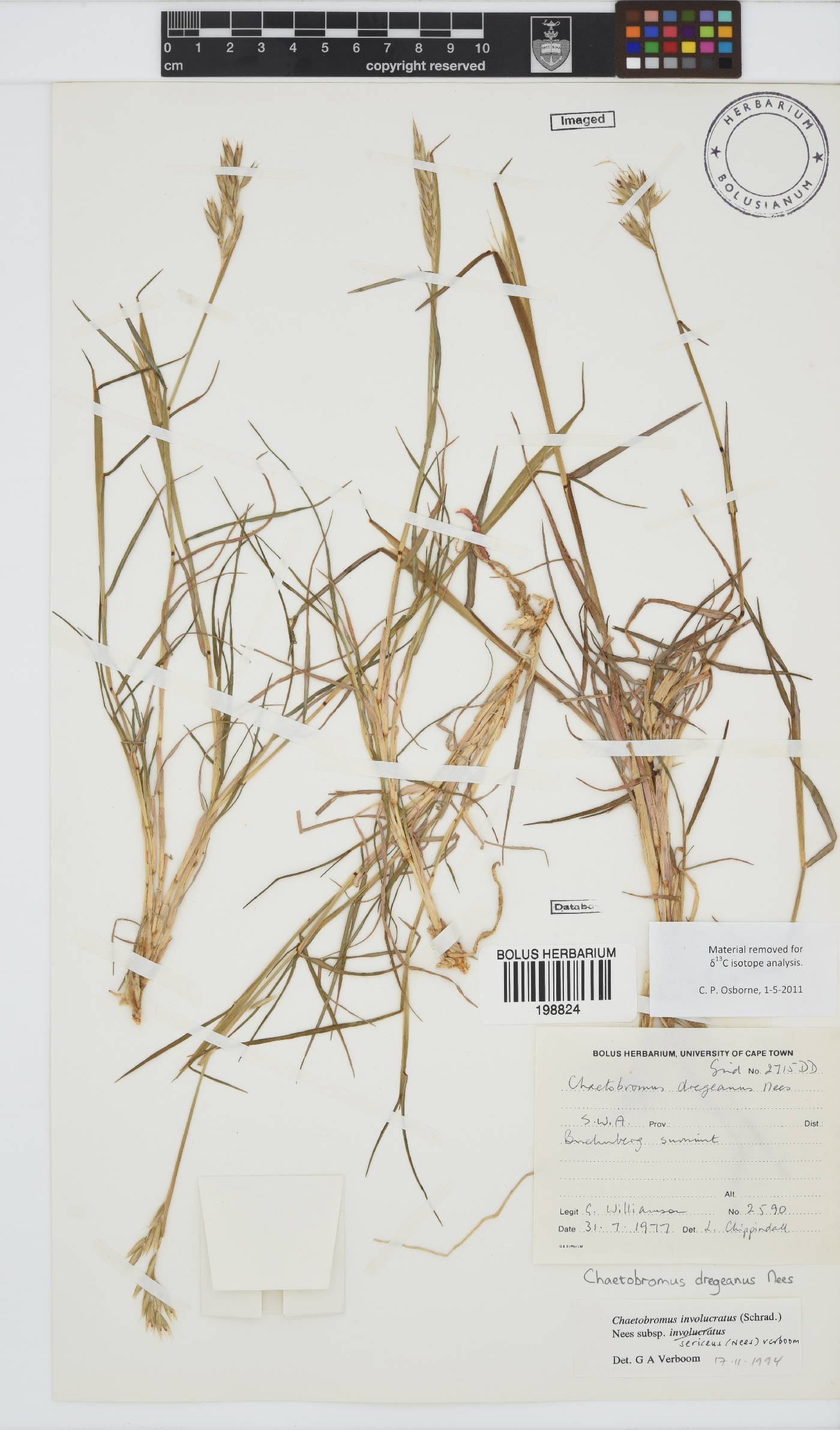 Chaetobromus involucratus image