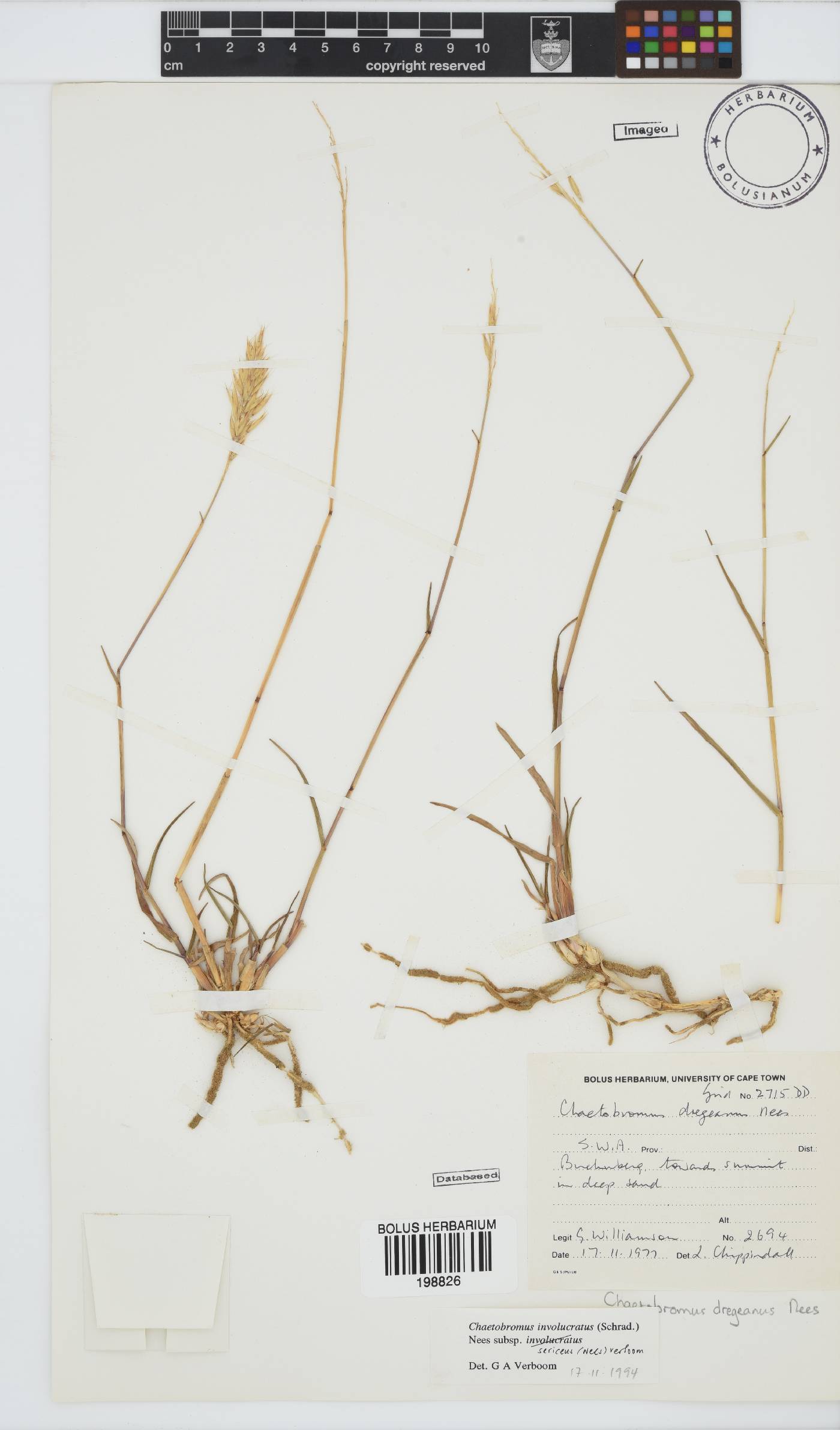 Chaetobromus involucratus image
