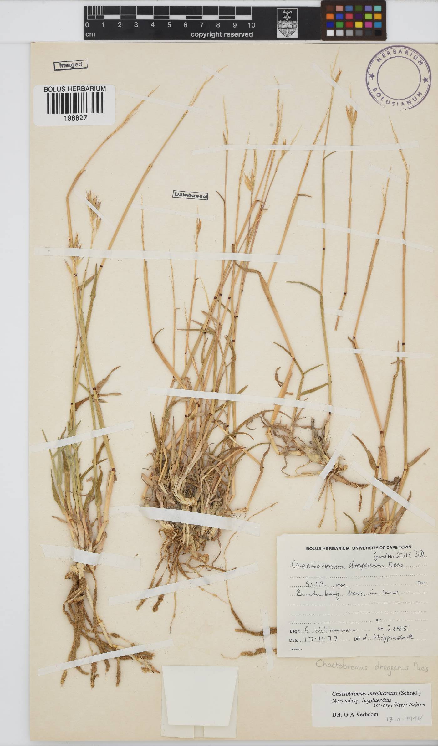 Chaetobromus image