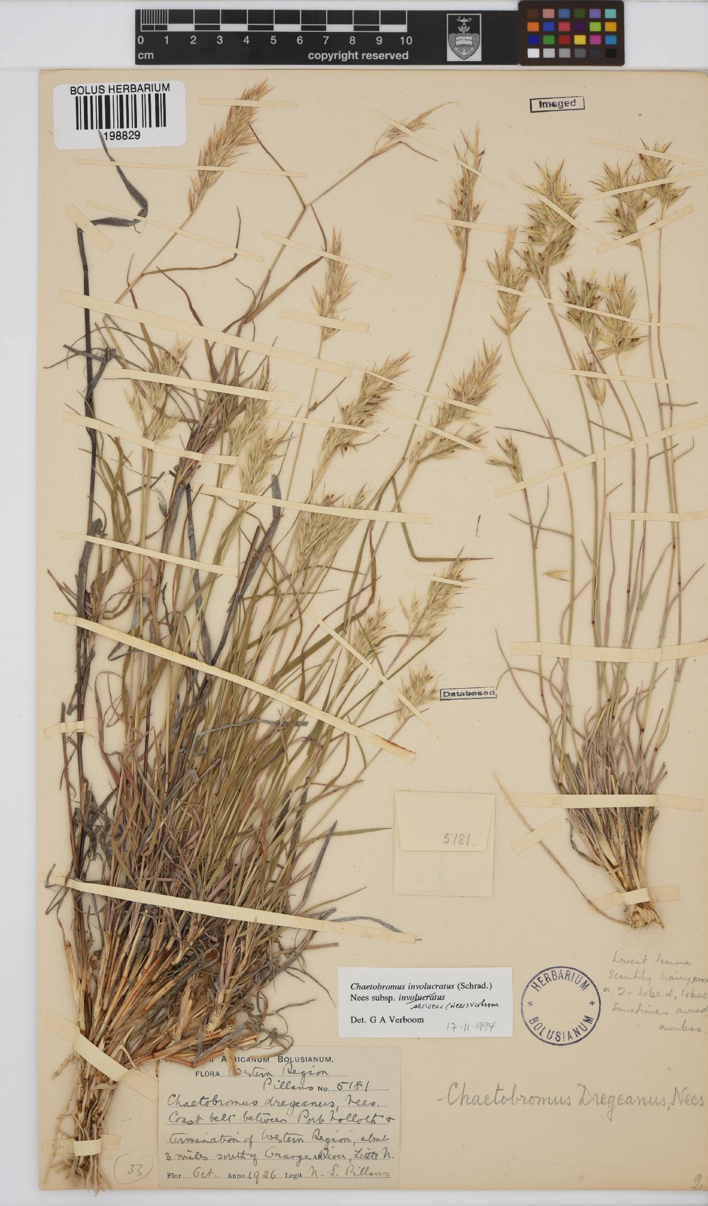 Chaetobromus involucratus image