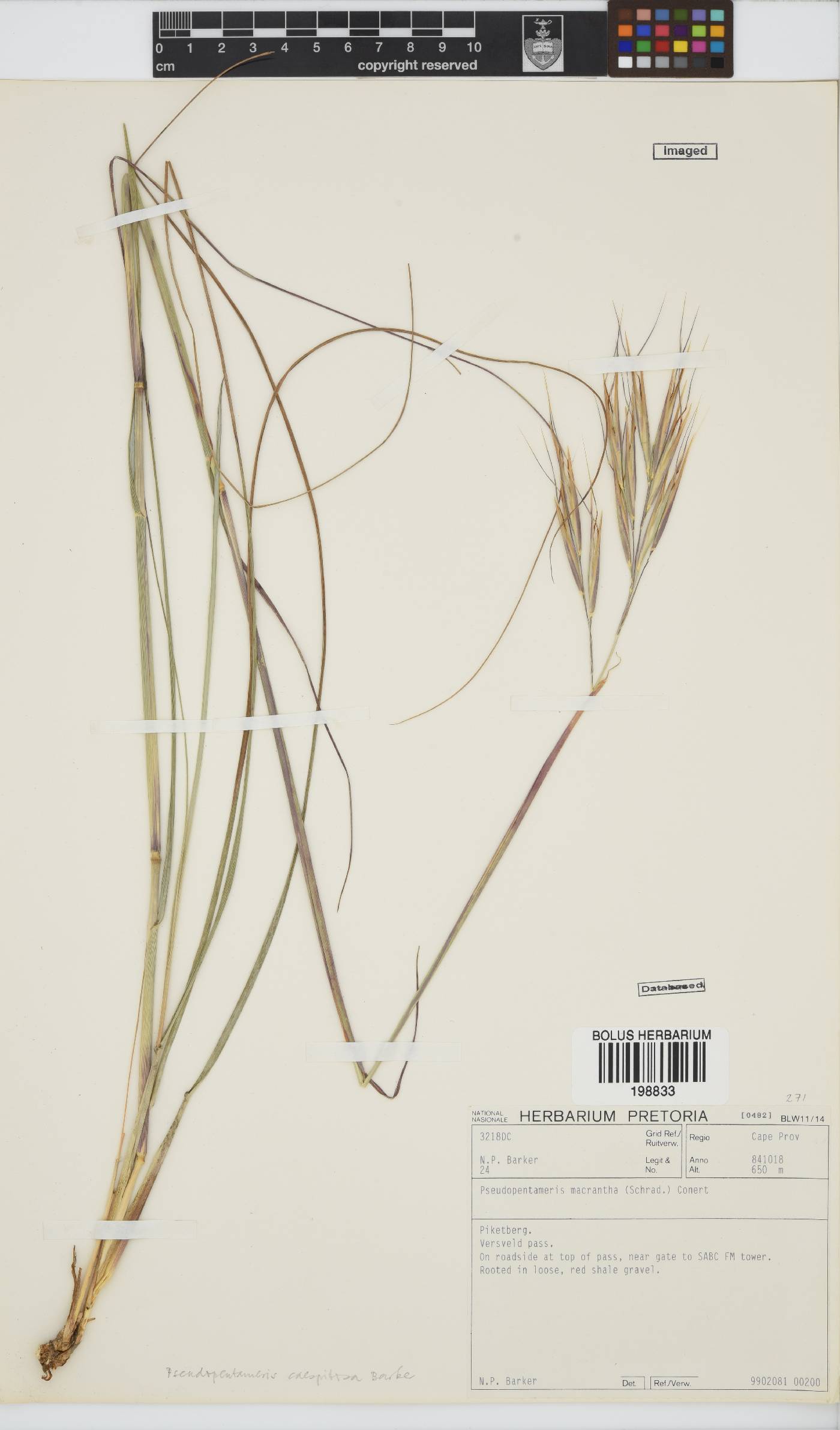 Pseudopentameris caespitosa image