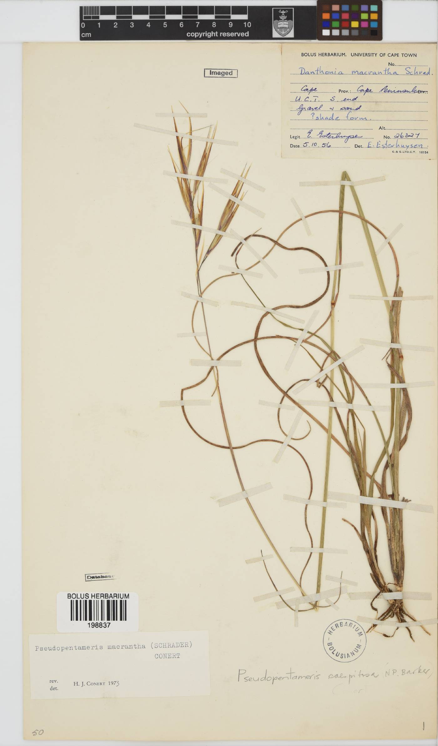 Pseudopentameris caespitosa image