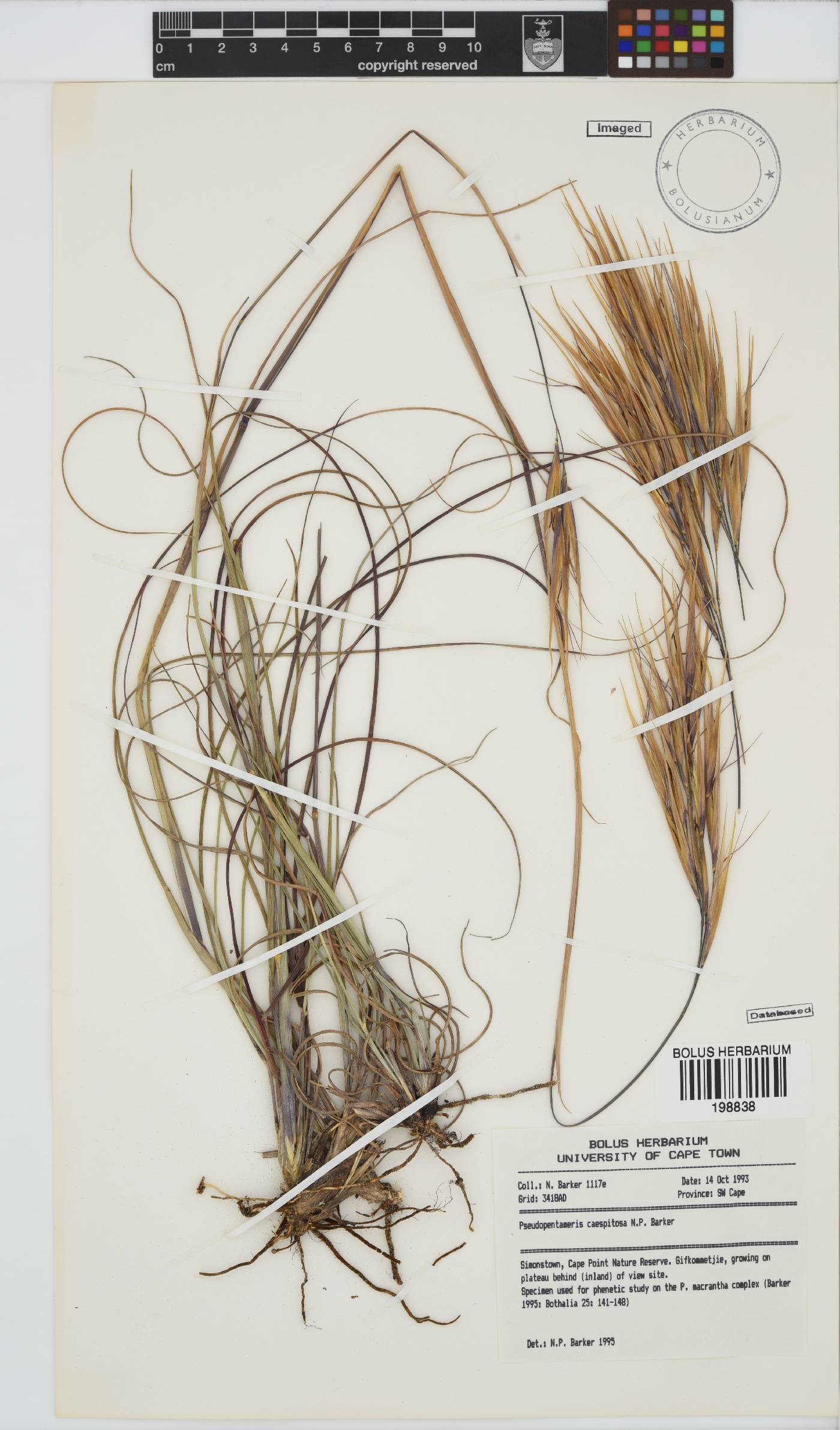 Pseudopentameris caespitosa image