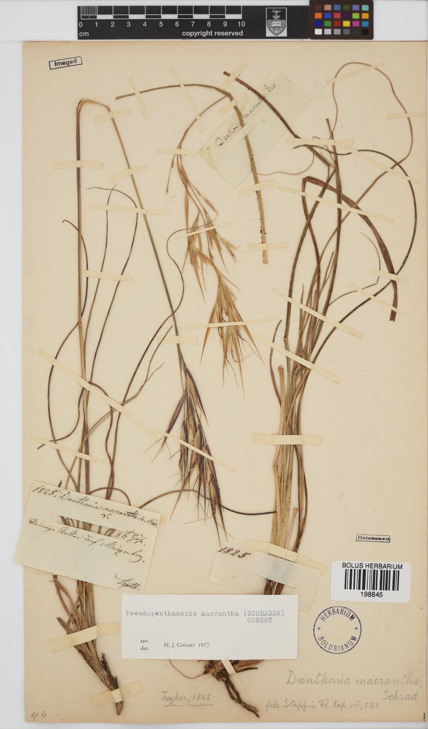 Pseudopentameris image