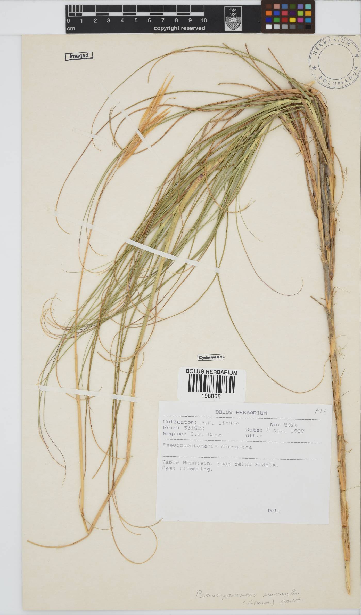 Pseudopentameris macrantha image