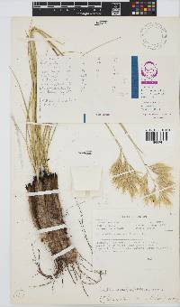 Geochloa decora image