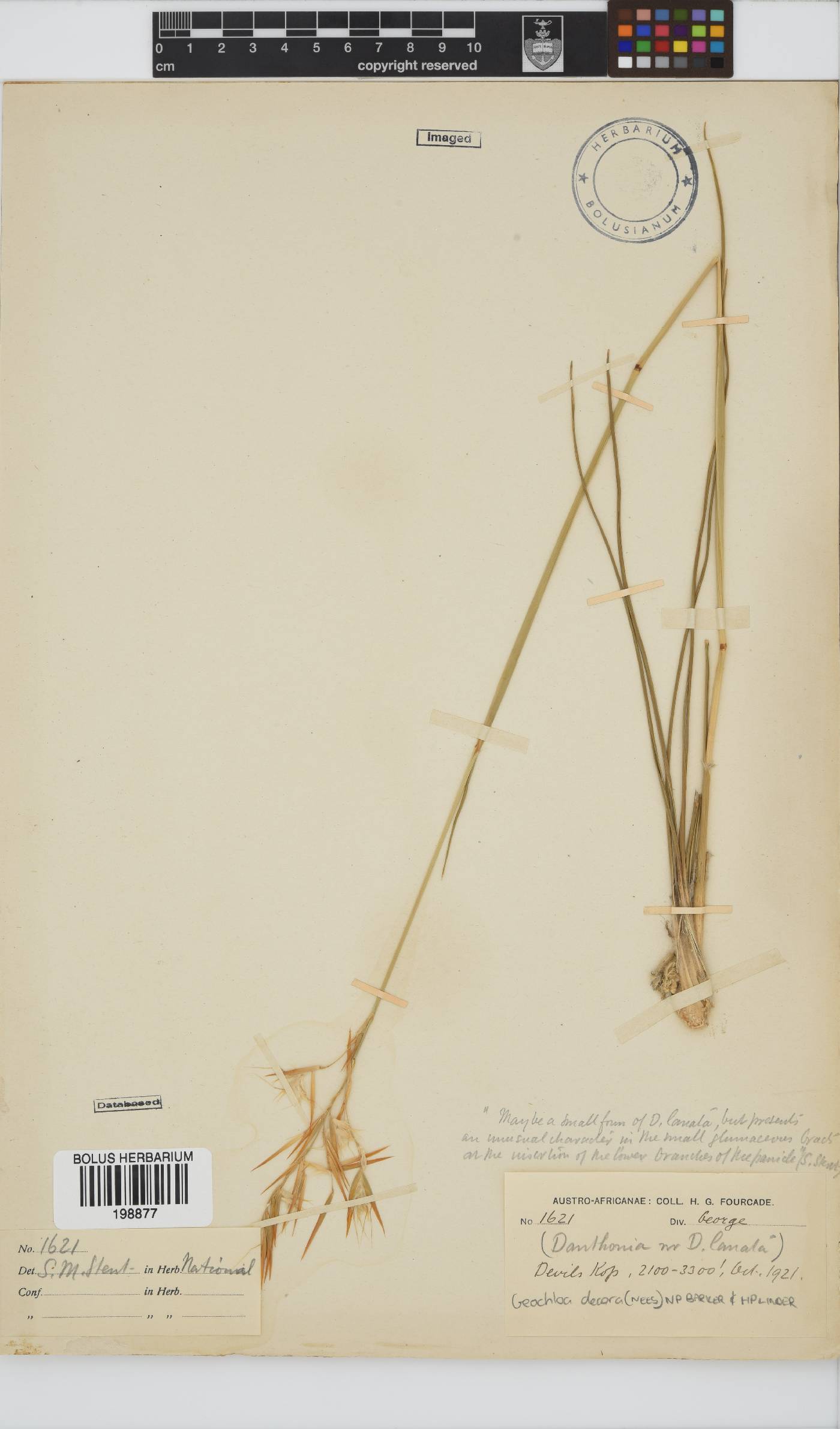 Geochloa decora image